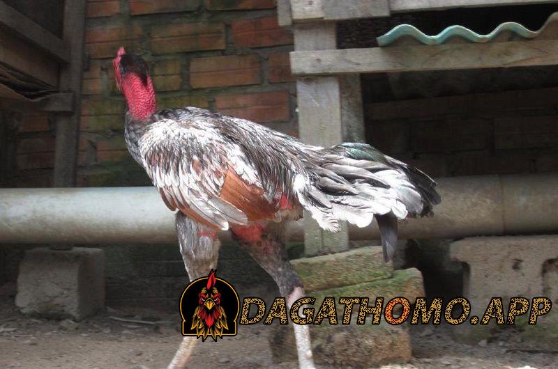 Xám Thần từng được định giá gần 500 triệu đồng, trở thành một trong những con gà đắt đỏ nhất miền Bắc